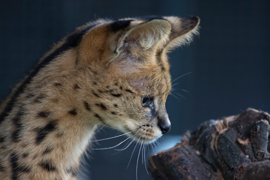 Savannah Cattery Top In The Netherlands Reputable In Europe Savannah Cattery Top In The Netherlands Reputable In Europe