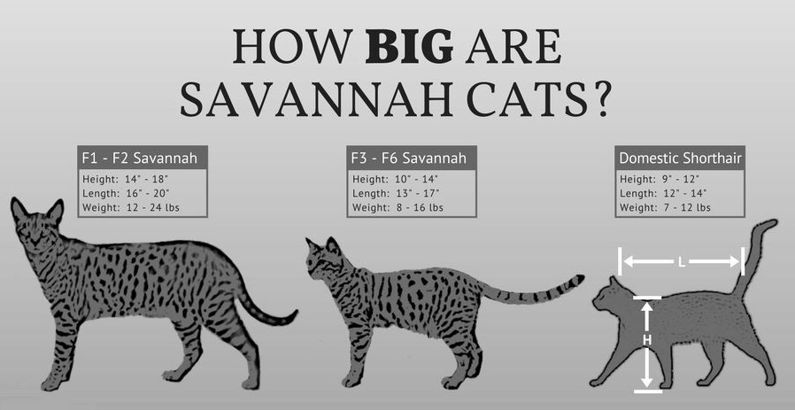 Savannah cat | Cattery SavannahJungle | Purebred Breeding
